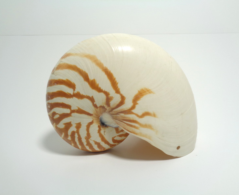 Chambered Nautilus Shell Raw Natural Tiger Stripe 165mm 6.5"